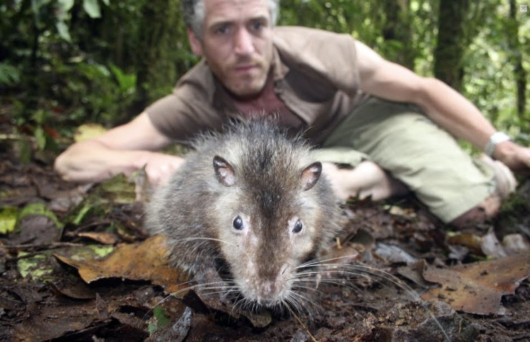 Phát hiện loại chuột khổng lồ ở Papua New Guinea