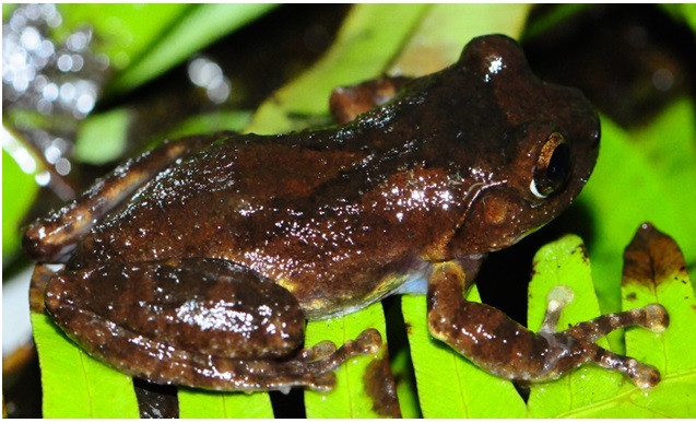 Phát hiện loài ếch cây mới tại Sa Pa