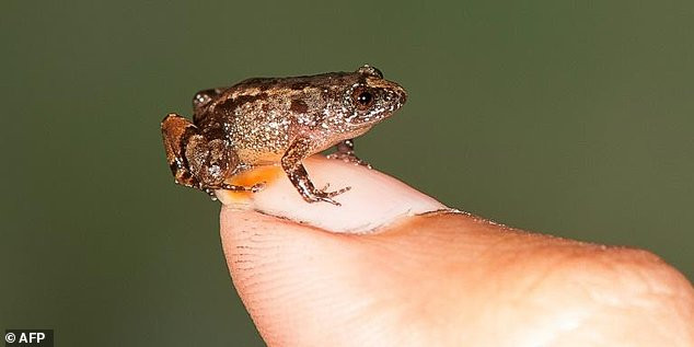 Phát hiện loài ếch mới bé tí xíu, thừa sức đặt trên móng tay