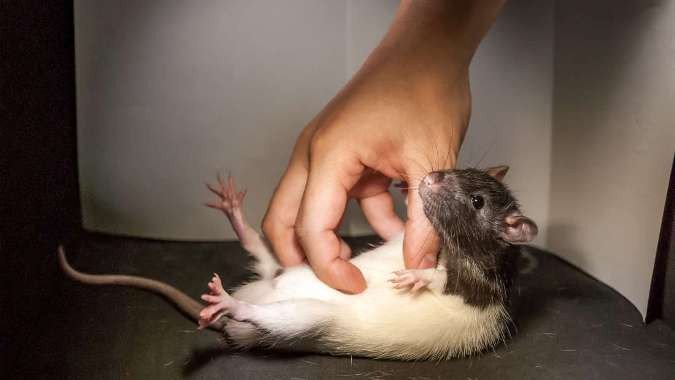 Phát hiện mới: Chuột không cười bằng miệng mà bằng tai