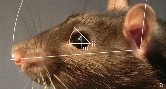 Phát hiện mới: Chuột không cười bằng miệng mà bằng tai