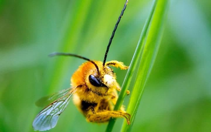 Phát hiện mới đầy thú vị về khả năng học hỏi của loài ong nghệ