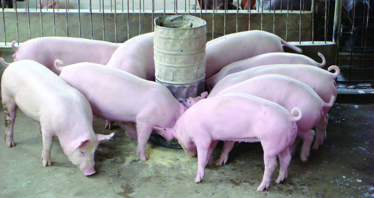 Phát hiện phương pháp mới giúp lợn miễn nhiễm với dịch bệnh