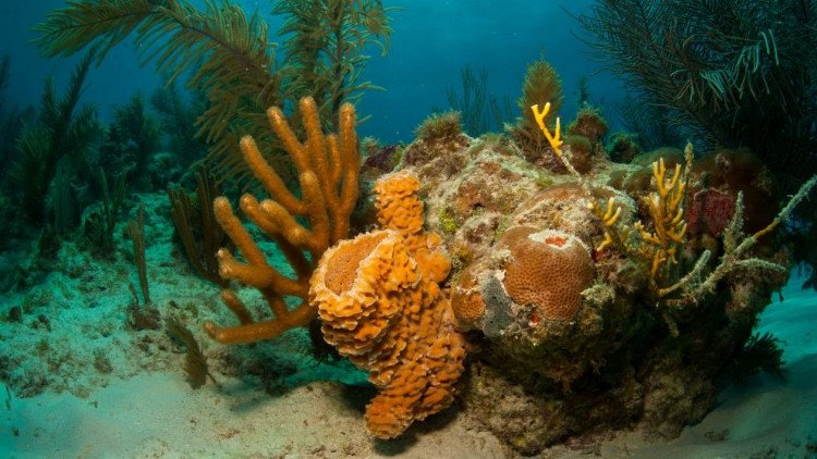 Phát hiện rạn san hô khổng lồ rộng 56.000km2 ngoài khơi Brazil