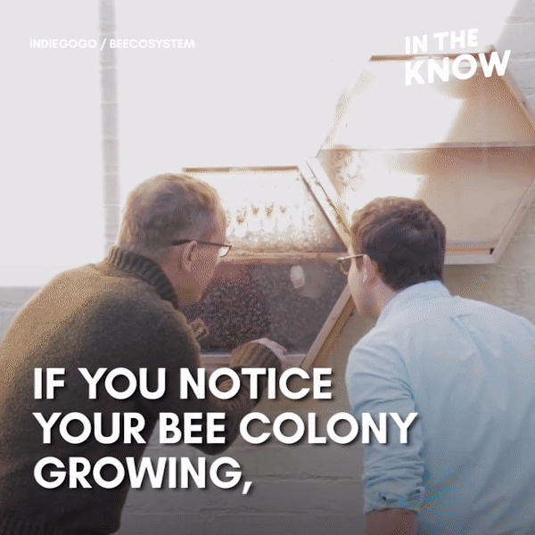 Phát minh đặc biệt cho phép dân thành phố nuôi ong lấy mật ngay trong nhà