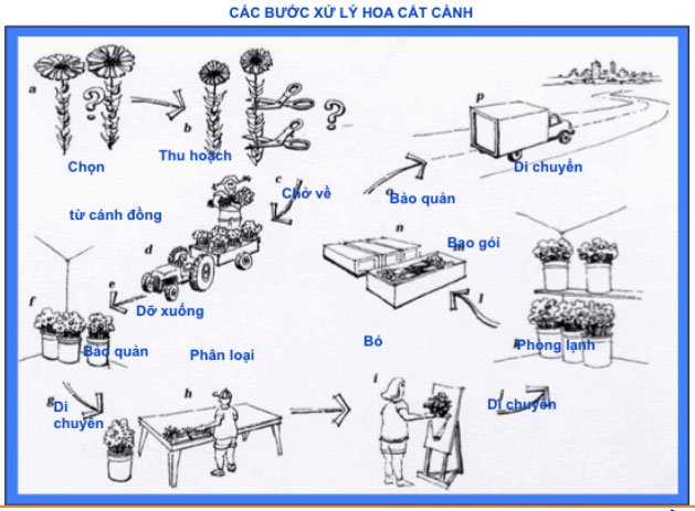 Phương pháp bảo quản hoa tươi lâu sau thu hoạch