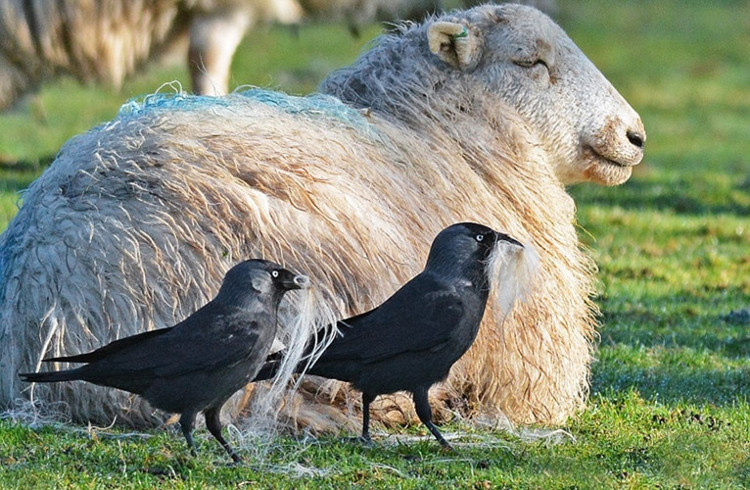 Quạ thông minh lén lút nhổ lông cừu để xây tổ