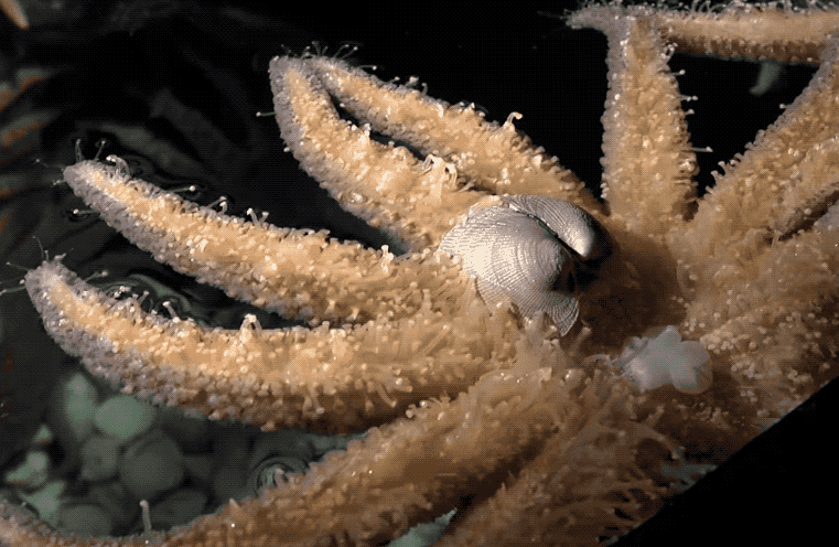 Quái vật kinh khủng nhất đại dương: Sở hữu nghìn mắt nhưng không có não