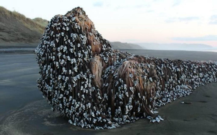 Quái vật Muriwai phủ đầy hà dạt vào bờ biển New Zealand