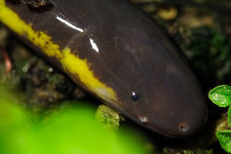 Quái vật nửa ếch - rắn - giun siêu dị ở Việt Nam