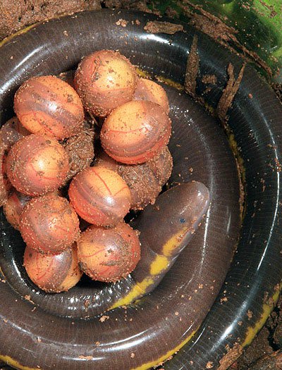 Quái vật nửa ếch - rắn - giun siêu dị ở Việt Nam