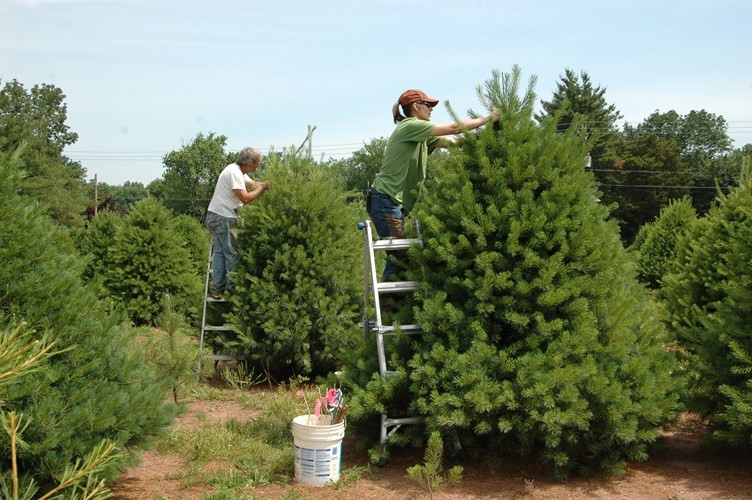Quy trình chăm sóc cây thông Noel