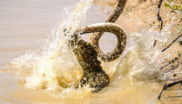 Rắn hổ bướm tử chiến với cá sấu dưới hồ