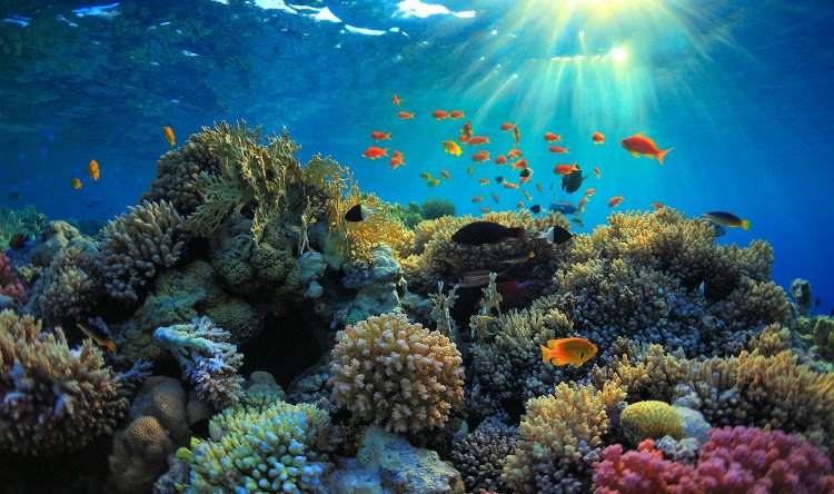 Rạn san hô lớn nhất thế giới đang chết dần
