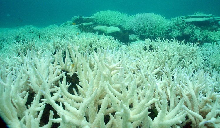 Rạn san hô lớn nhất thế giới đang chết dần