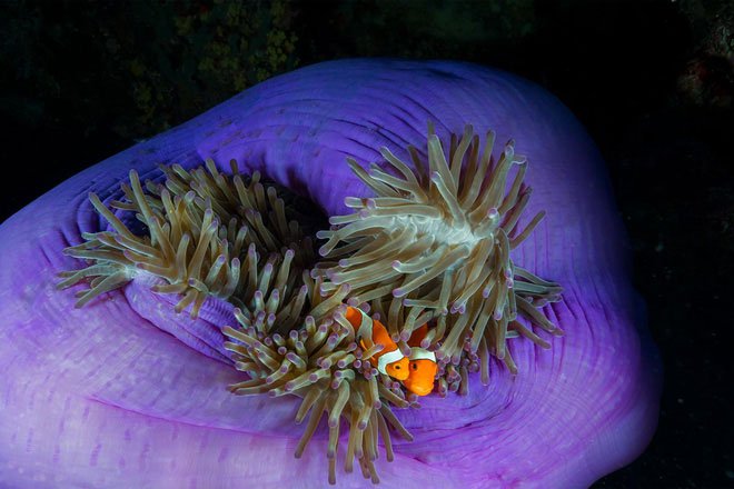 Rạn san hô thiên đường của Philippines vẫn vẹn nguyên dù thế giới đã lâm nguy