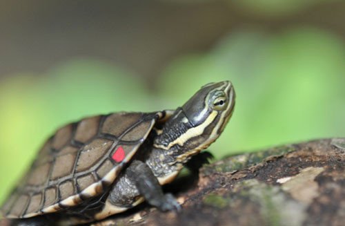 Rùa Hồ Gươm trong nhóm nguy cấp nhất thế giới