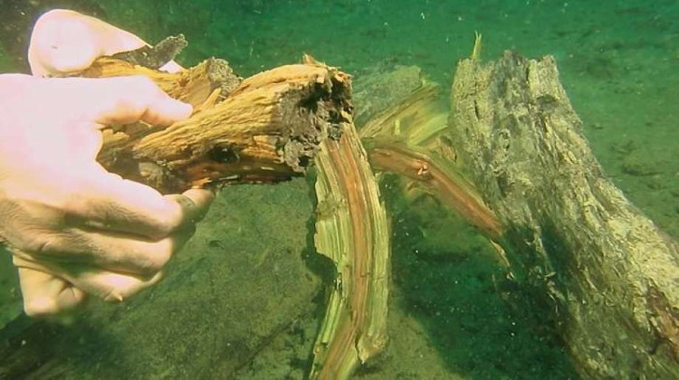 Rừng bách 50.000 năm tuổi nguyên vẹn dưới đáy biển