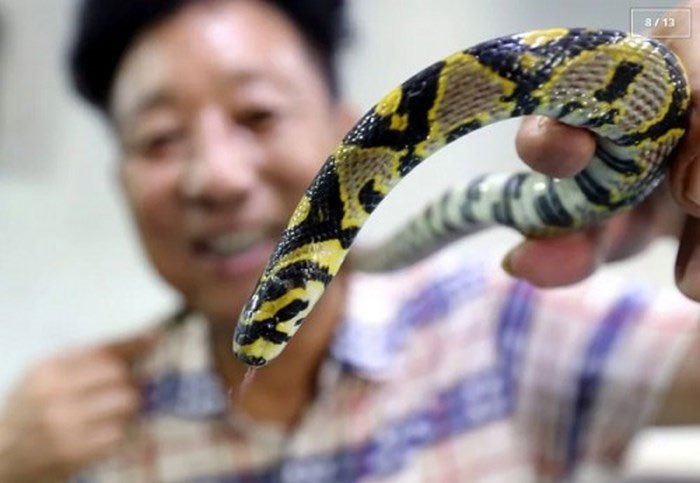 Rùng mình với ngôi làng nuôi hàng nghìn đàn rắn trong suốt 40 năm