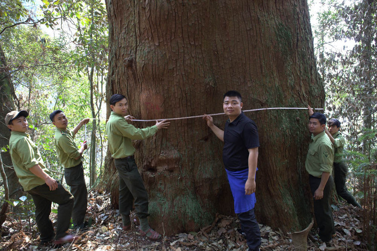 Rừng sa mu di sản khổng lồ ở biên giới Việt - Lào