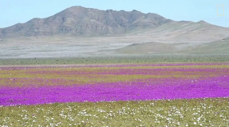 Sa mạc khô cằn nhất thế giới biến thành biển hoa muôn màu
