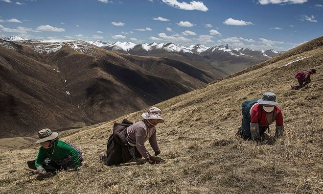 Săn tìm đông trùng hạ thảo trên cao nguyên Tây Tạng