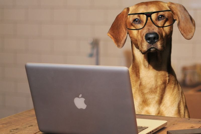 Sắp có công nghệ giúp người trò chuyện với cún yêu