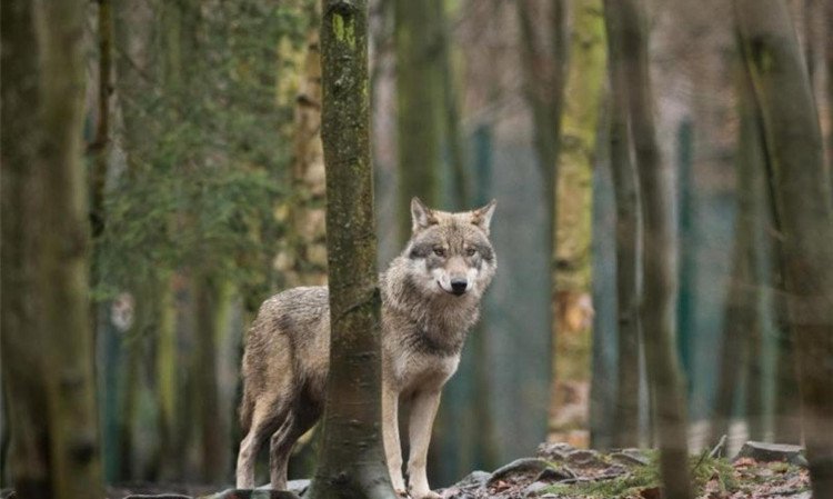 Sau 100 năm, chó sói mới xuất đầu lộ diện ở Bỉ