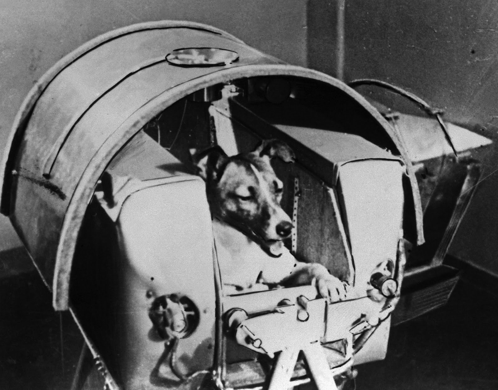 Sau 54 năm bị lãng quên, cô mèo đầu tiên bay vào không gian được đòi lại công bằng