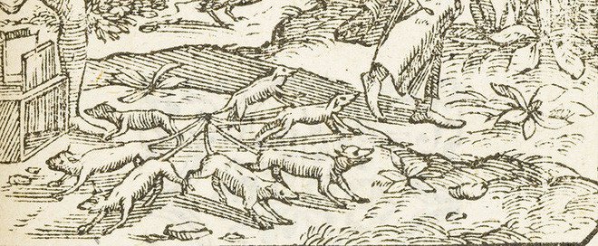 Sáu con sóc bị buộc đuôi vào nhau, giống hệt Vua Chuột trong lịch sử loài người