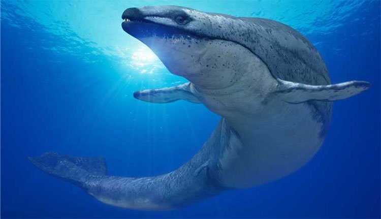 Siêu cá voi có kích cỡ ngang với khủng long