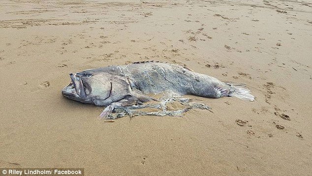 Sinh vật biển nặng 150kg dạt vào bãi biển Australia