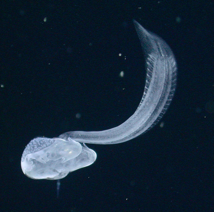 Sinh vật biển người chở xác tái xuất sau 100 năm