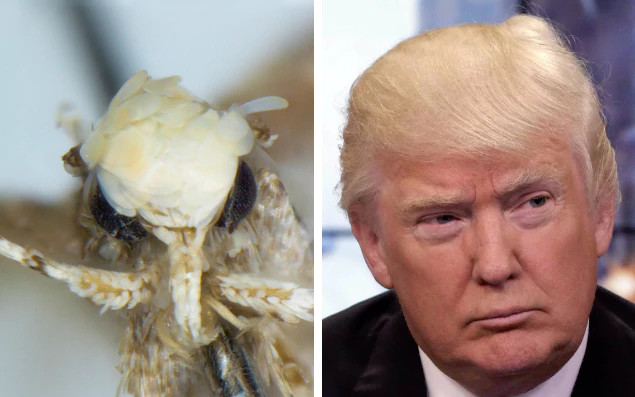 Sinh vật mới được đặt tên theo Donald Trump vì một lý do chẳng ai ngờ tới