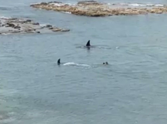 Sợ điếng người cảnh 2 cá voi sát thủ 6 tấn lao về phía cậu bé đang bơi