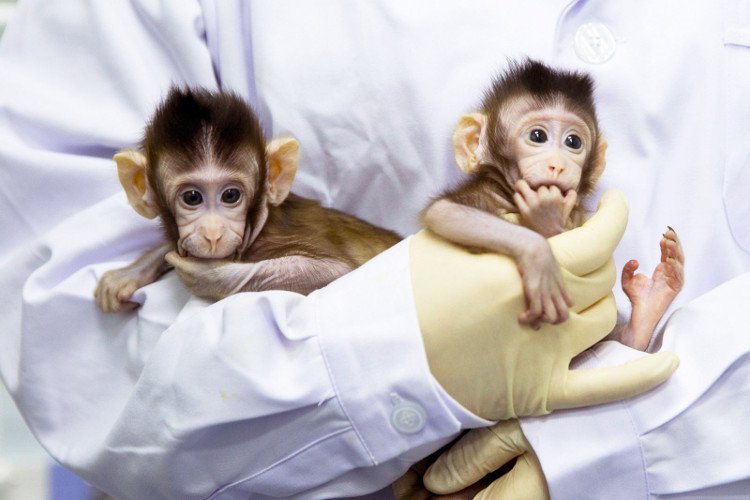 Số phận đôi khỉ nhân bản đầu tiên trên thế giới ở Trung Quốc