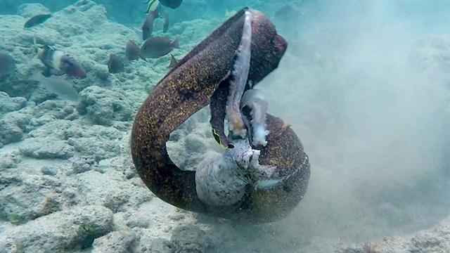 Sổng bạch tuộc, lươn biển quay sang tấn công thợ lặn