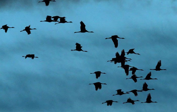 Sóng di động 5G có thể khiến loài chim và nhiều sinh vật sống mất phương hướng