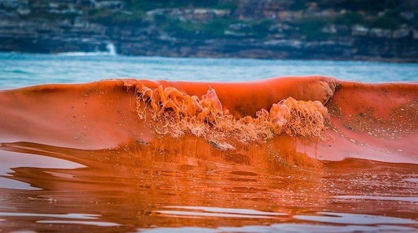 Sự nguy hiểm của thủy triều đỏ