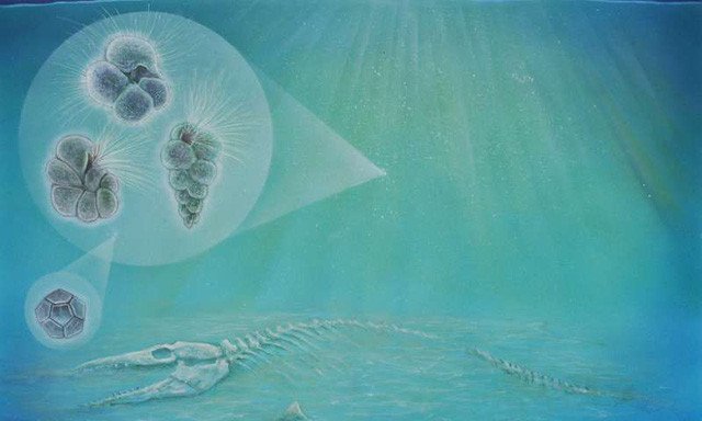 Sự sống hồi sinh lạ kỳ ở hố thiên thạch diệt khủng long