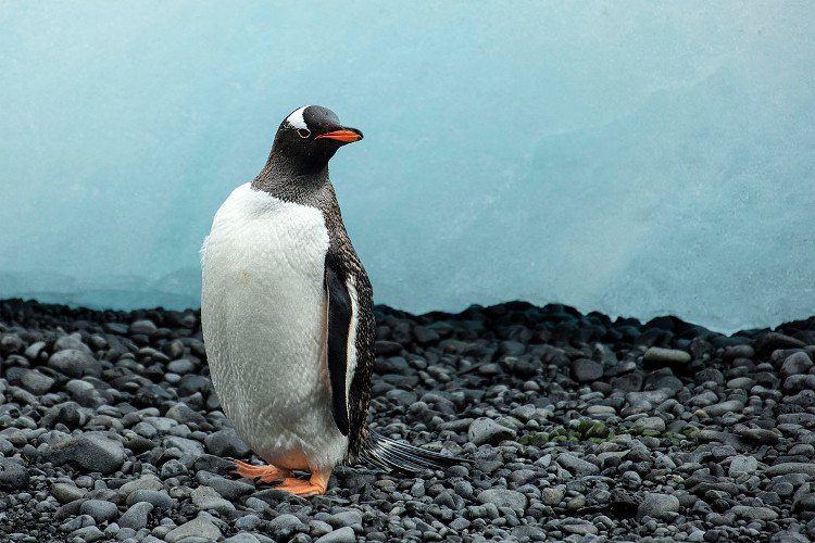 Sự thật bất ngờ về loài chim cánh cụt Gentoo