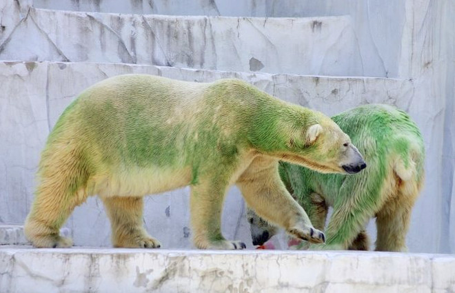 Sự thật không thể ngờ về bộ lông của gấu Bắc cực