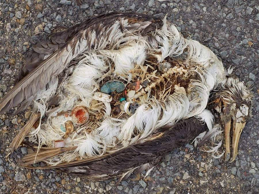 Sự thật kinh hãi đằng sau những cái chết của chim biển