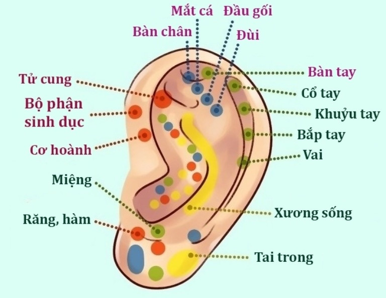 Sự thật thú vị về đôi tai hầu hết mọi người không biết