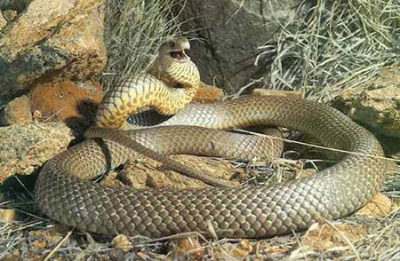 Sự thật về 11 loài rắn cực độc trên thế giới