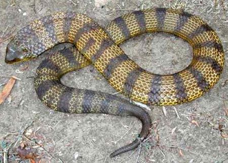 Sự thật về 11 loài rắn cực độc trên thế giới