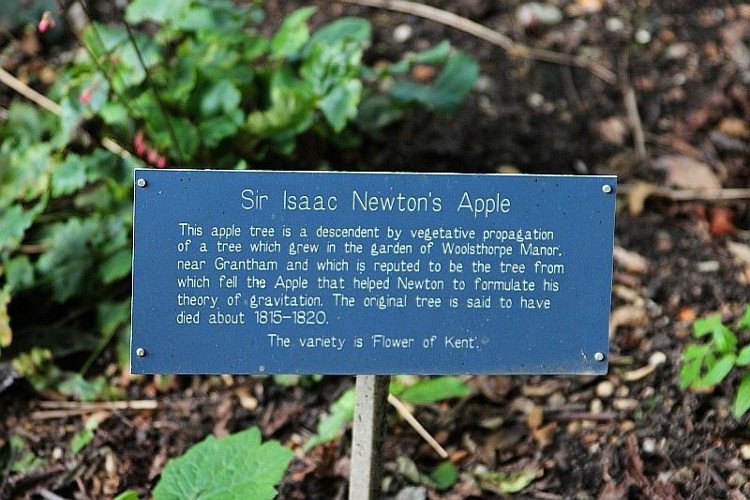 Sự thật về cây táo Newton 400 năm trước