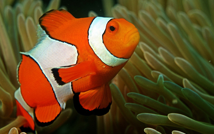 Sự thật về Finding Nemo: Cá bố Marlin sẽ chuyển giới ngay sau khi cá mẹ qua đời