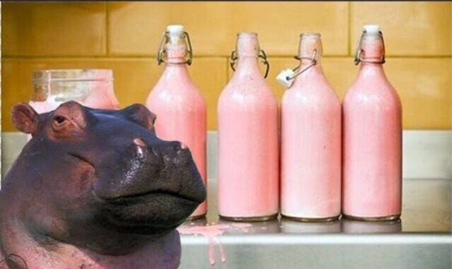 Sự thật sữa của hà mã có màu hồng và đây là lý do