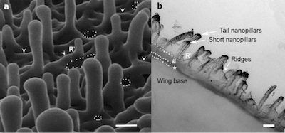 Tác dụng kháng khuẩn kỳ lạ của cánh chuồn chuồn